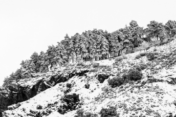 Bosque_Nevado