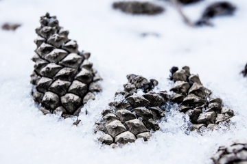 Piñas_en_la_nieve