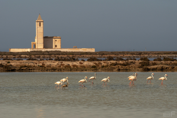 Almadraba-2
