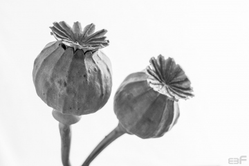 Amapolas_Semillas