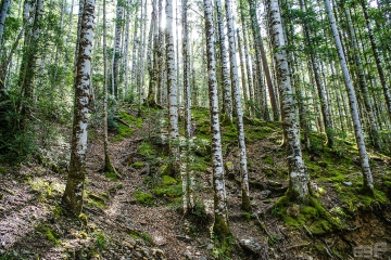 Bosque-en-Huesca