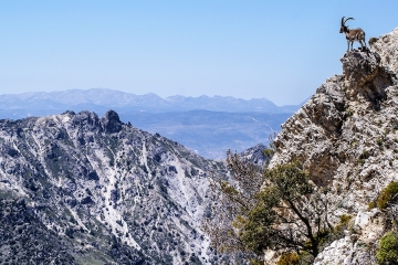 Cabra-Trevenque1