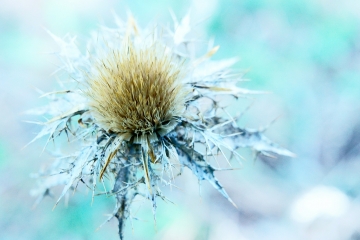 Cardo