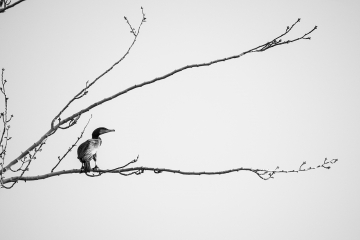 Cormoran1