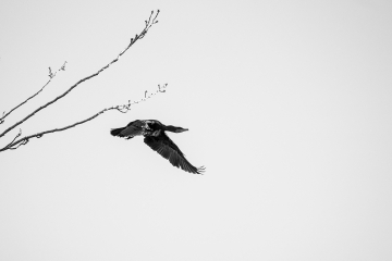 Cormoran2