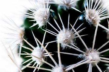 Corona_Pinchos_Cactus