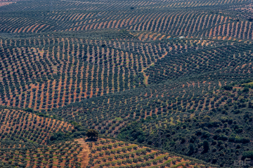 Andalucia_Olivos