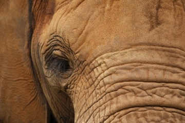 Elefante