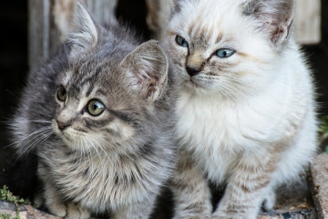Gatitos-1