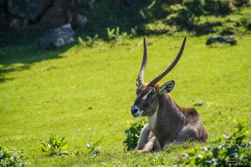 Impala