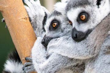 Lemur