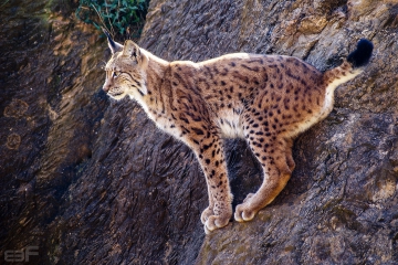 Lince ibérico