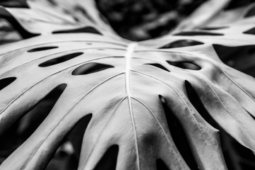 Monstera