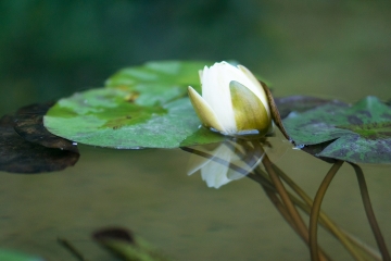 Nenufar
