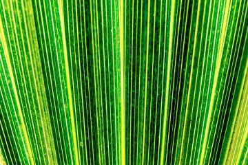 Palmera_Abanico_Verde