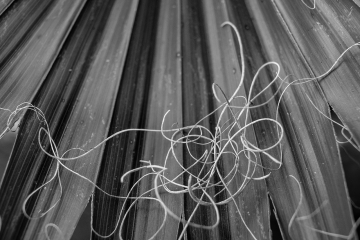 Palmera_Hoja