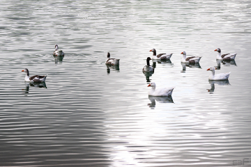 Patos_Plata
