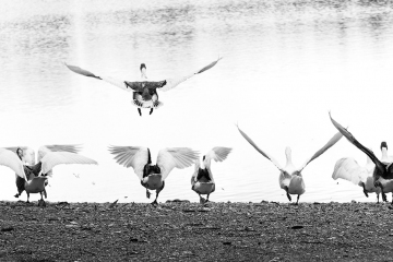 Patos_Volar