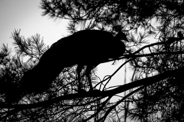 Pavo_Real_Pino-R