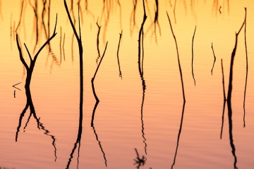 Reflejos_Pantano_2