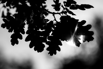Robles_Crepúsculo