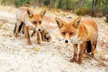 Zorros