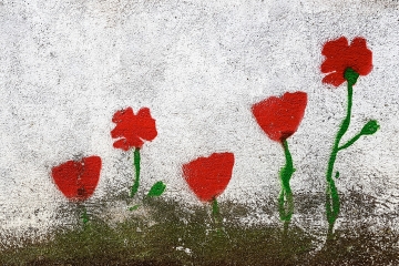 Amapolas