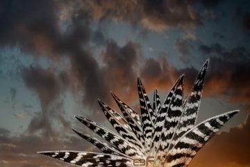 Atardecer-en-Sydney-RF