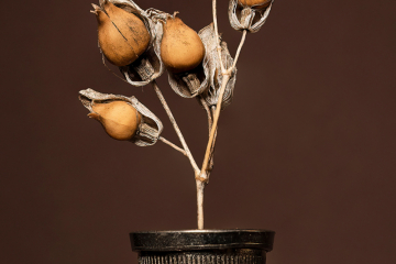 Dedal-de-Naturaleza