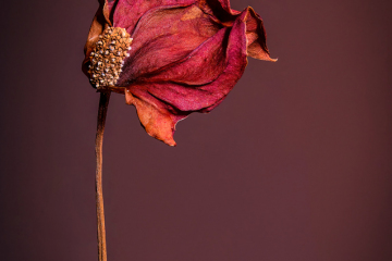 Flor_seca